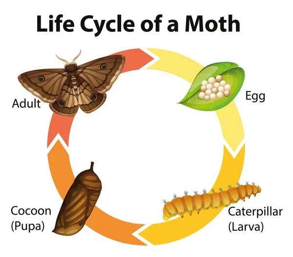 Diagram showing life cycle of moth — Stock Vector