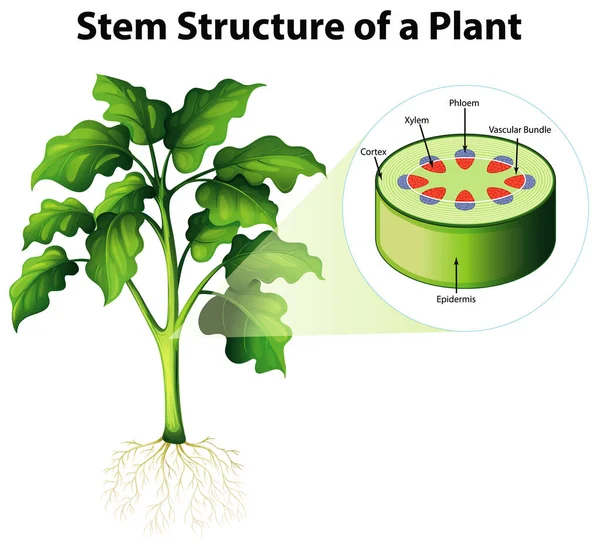Diagram showing stem structure of a plant — ストックベクタ