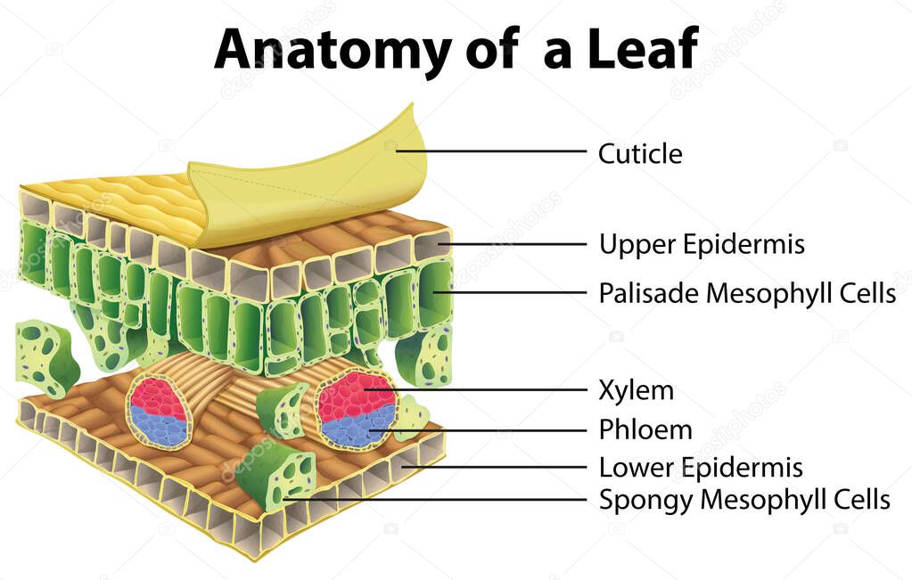 Diagram showing anatomy of a leaf