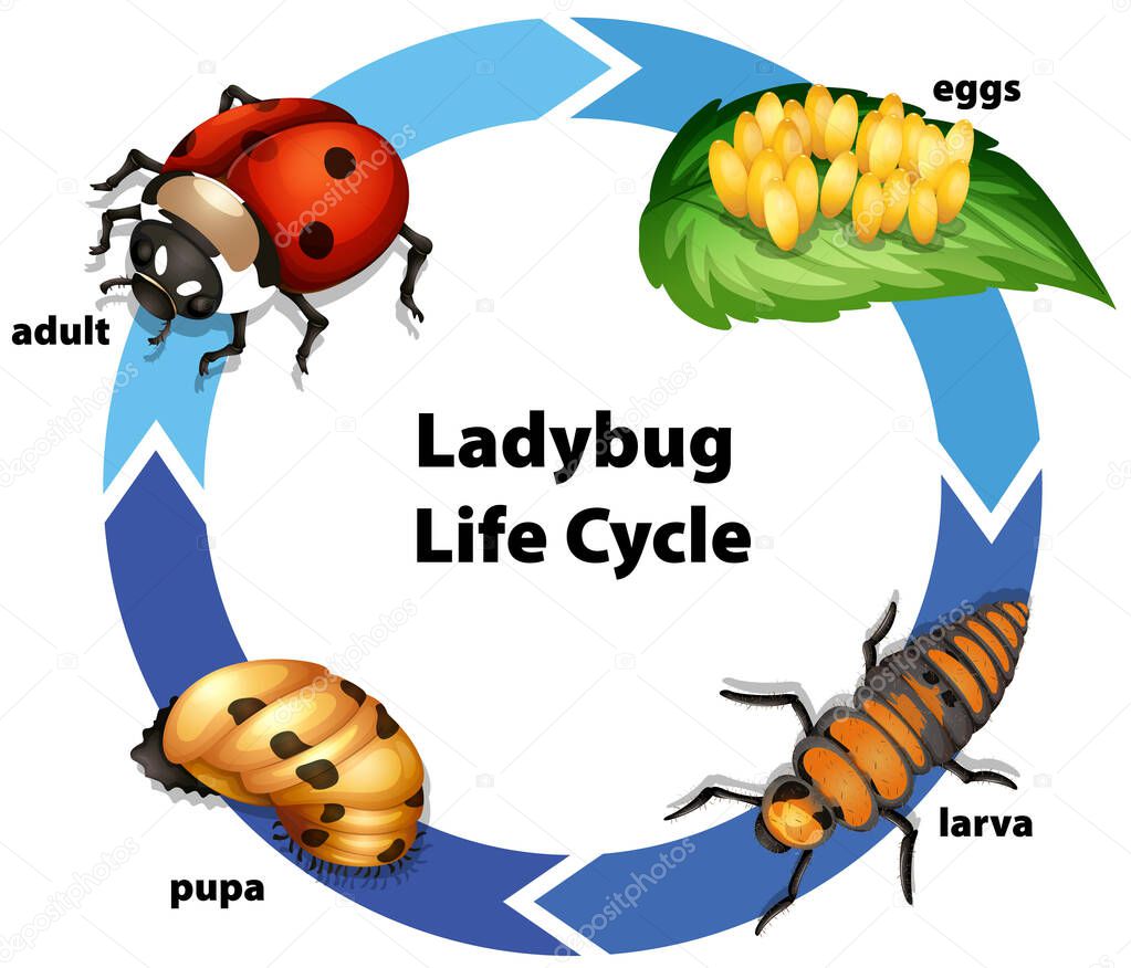 Diagram showing life cycle of ladybug