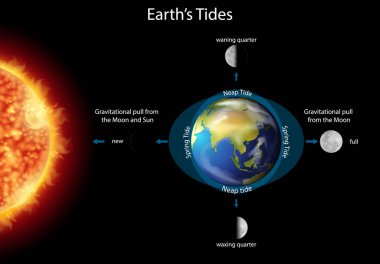 Diagram showing earth tides with earth and sun clipart