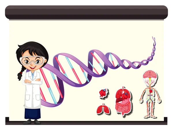 Wetenschapper met diagram van menselijk DNA — Stockvector