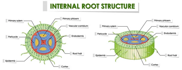 白地に根の構造を示す図 — ストックベクタ