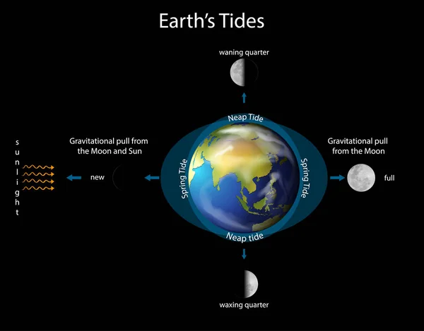 Schema che mostra le maree della terra con la terra e la luna — Vettoriale Stock