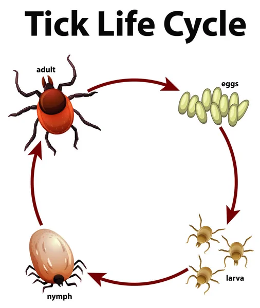 Diagrama que muestra el ciclo de vida de la garrapata — Archivo Imágenes Vectoriales