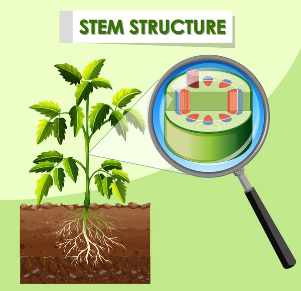 Diagram menampilkan struktur batang tanaman - Stok Vektor