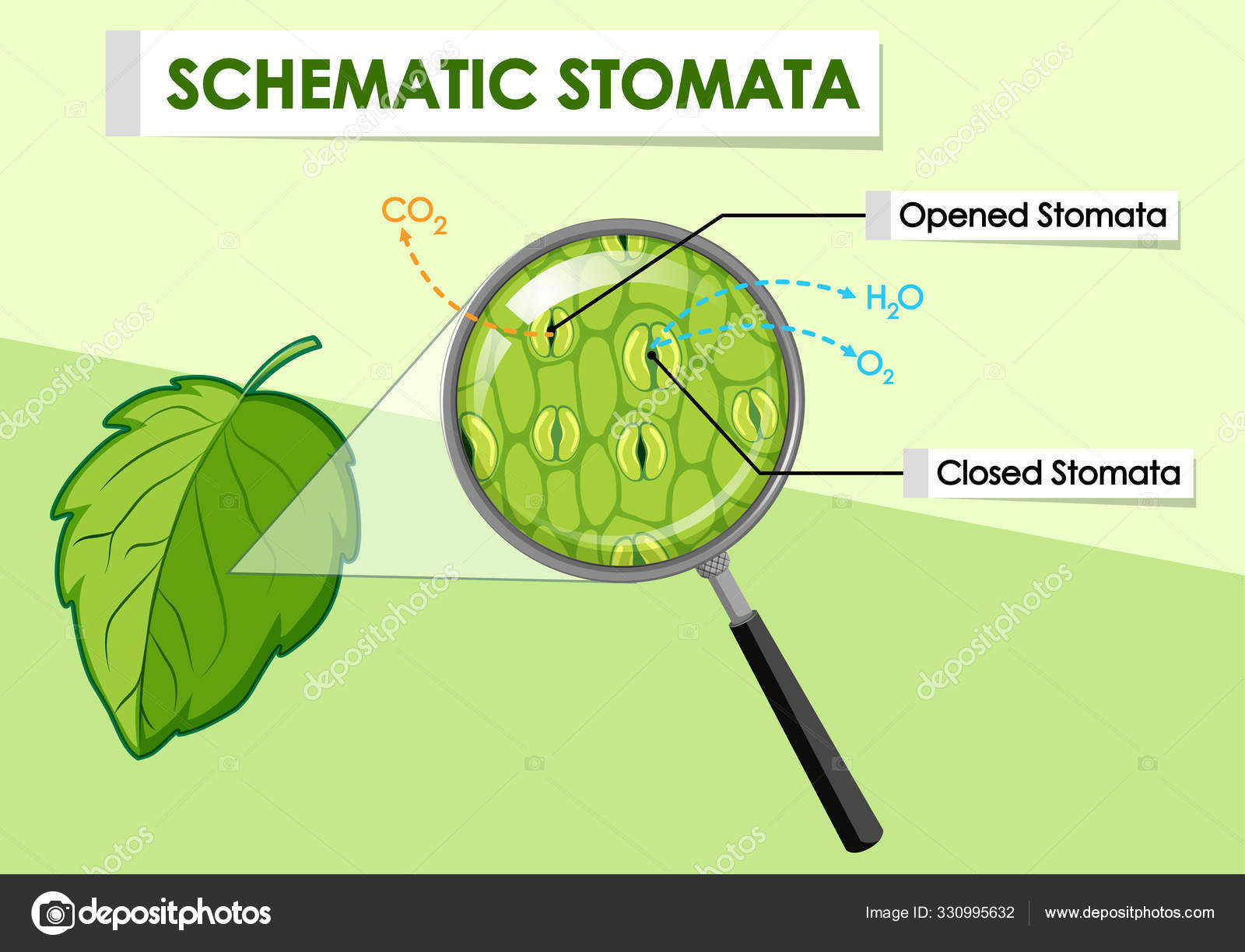 Leaf Stomata Diagram stomata-open-science-wiki-fandom