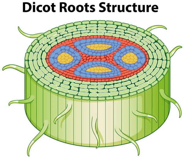 Schemat przedstawiający strukturę korzeni dicot — Wektor stockowy