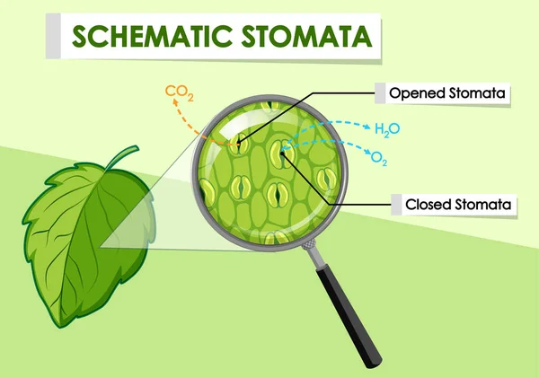 Diagrama mostrando estomas esquemáticos de uma planta — Vetor de Stock