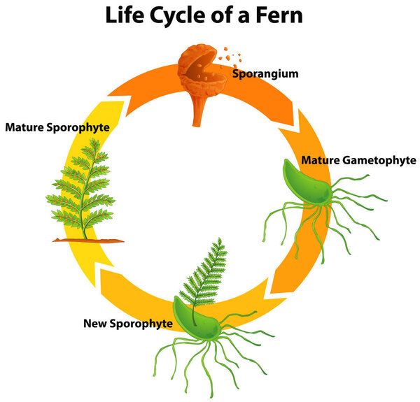 Diagram showing life cycle of fern