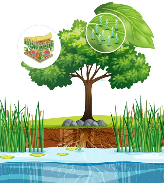 Diagrama que muestra la célula de la planta cercana de un árbol — Vector de stock