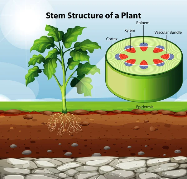 Schema che mostra la struttura del fusto di una pianta — Vettoriale Stock