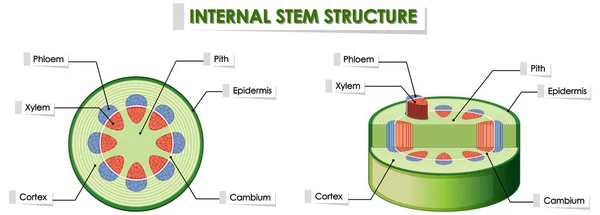 Diagrama que muestra la estructura interna del tallo — Archivo Imágenes Vectoriales