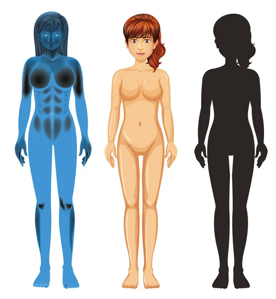 Anatomie humaine féminine sur fond blanc — Image vectorielle