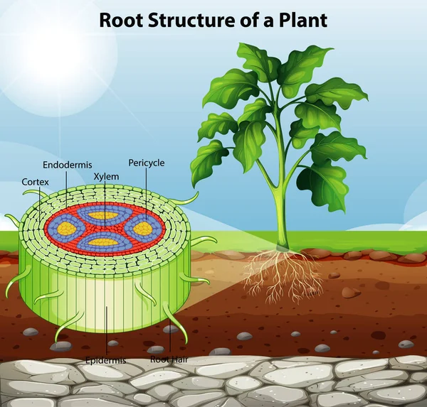 Diagram showing root structure of a plant — Stock Vector