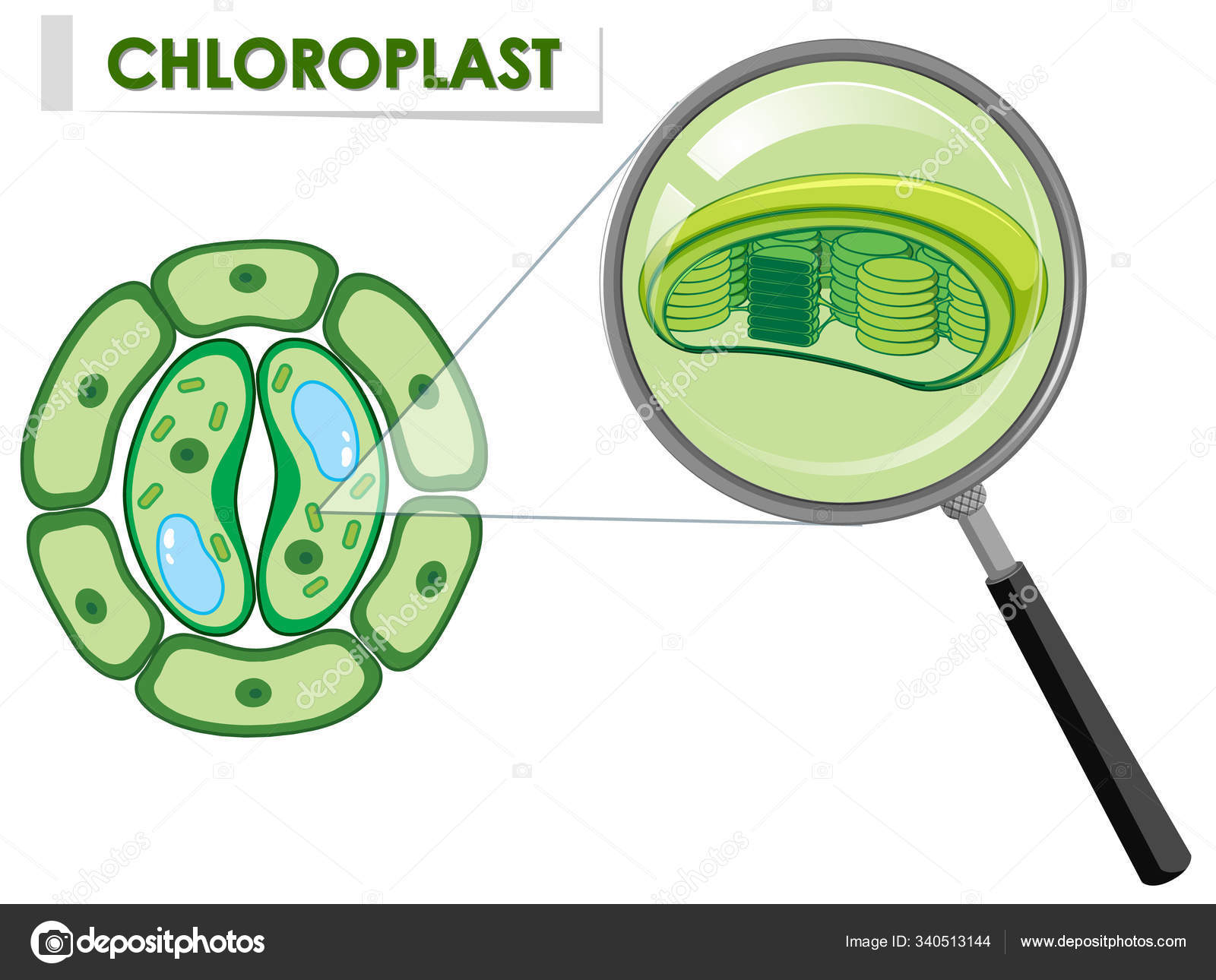 Diagram menunjukkan kloroplas pada sel tanaman Vektor Stok oleh  ©blueringmedia 340513144, image size:1600x1290
