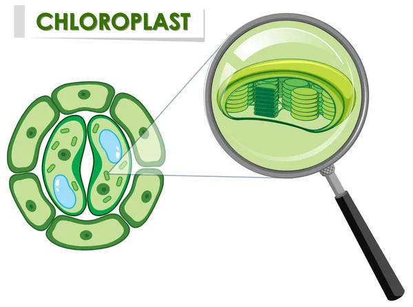 แผนภาพแสดงคลอโรพลาสต์บนเซลล์พืช — ภาพเวกเตอร์สต็อก