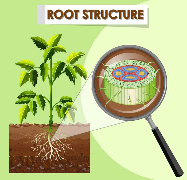 Diagram showing root structure of a plant — Stock Vector