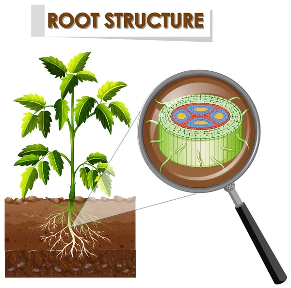 Bir bitkinin kök yapısını gösteren diyagram — Stok Vektör