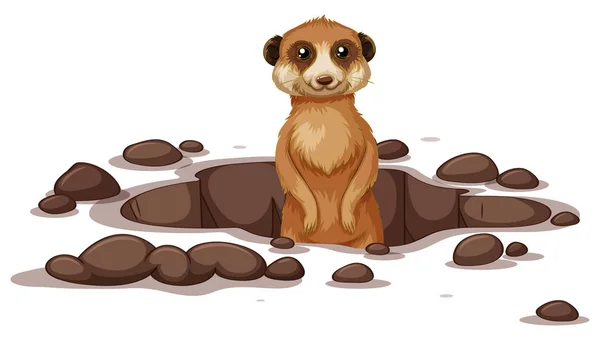 Meerkat coming out on the ground — Stock Vector