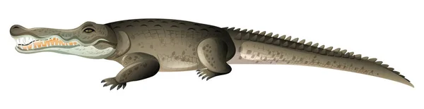 En grå krokodil på vit bakgrund — Stock vektor