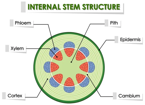 Diagram showing internal stem structure — Stock Vector