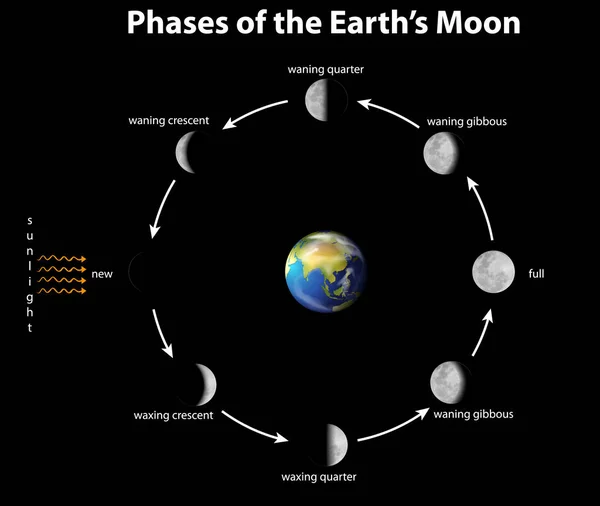 Schema met fasen van de maan op aarde — Stockvector