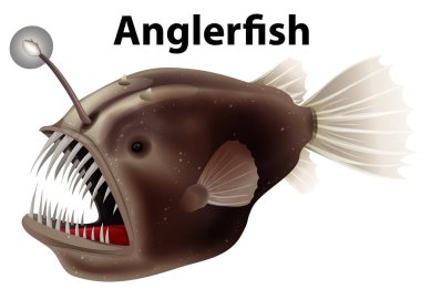 Flashcard design for anglerfish on white background clipart