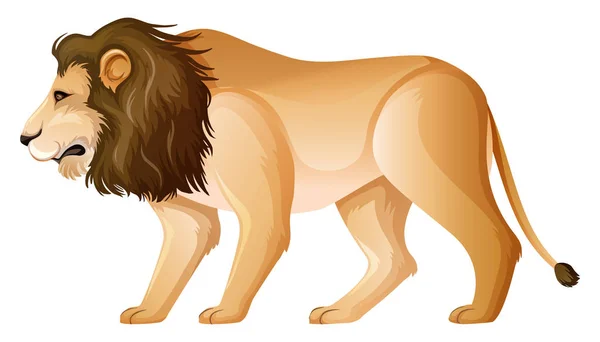 León salvaje de pie sobre fondo blanco — Archivo Imágenes Vectoriales