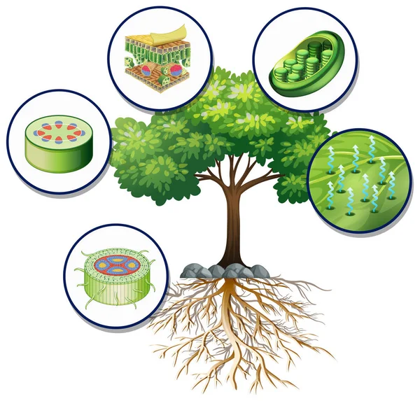 Arbore verde mare și celule de plante apropiate — Vector de stoc