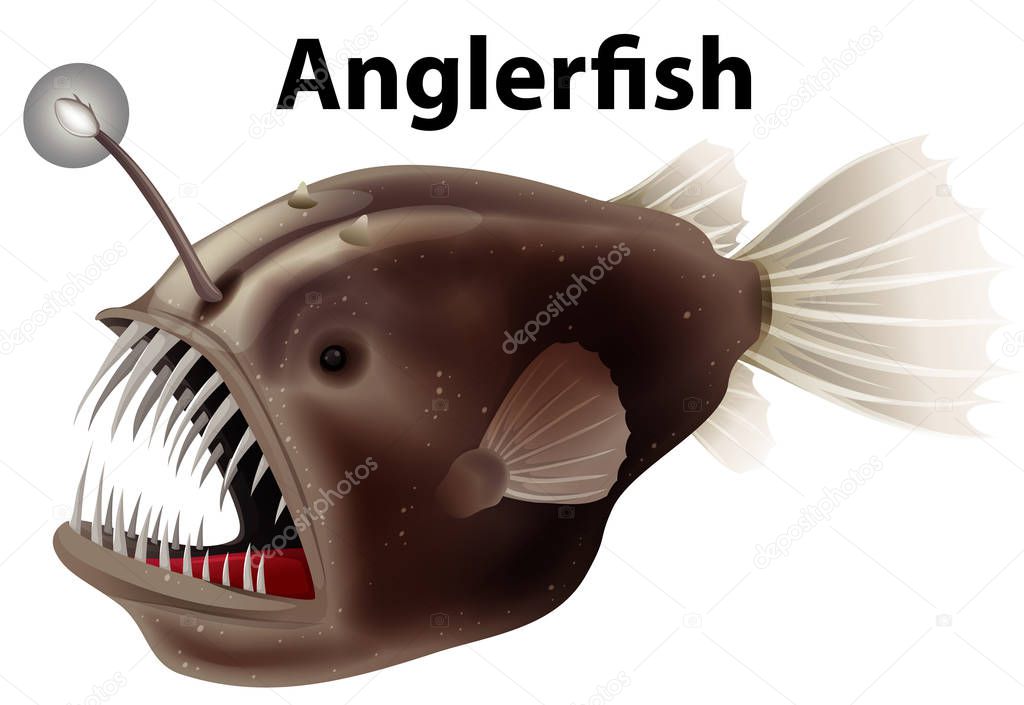 Flashcard design for anglerfish on white background