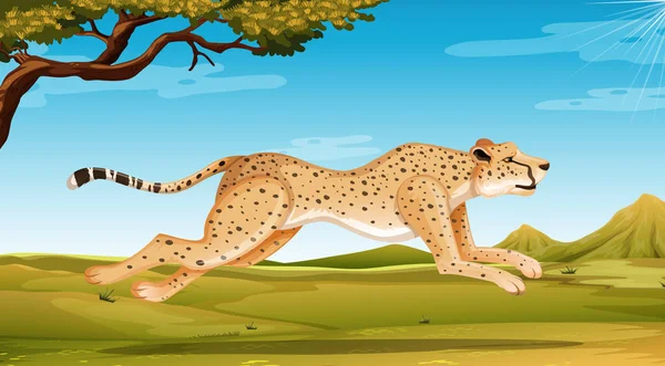Wild cheetah running in the field at day time — Stock Vector