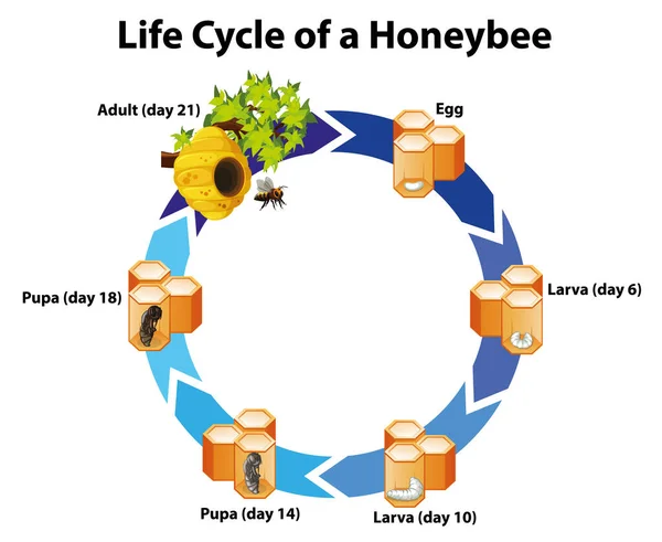 꿀벌의 일생을 보여 주는 도표 — 스톡 벡터