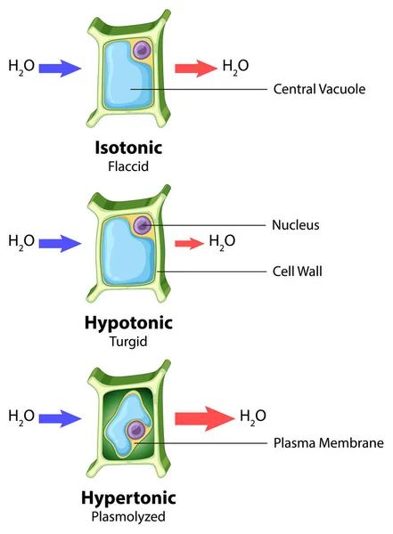 Schema che mostra la cellula vegetale su sfondo isolato — Vettoriale Stock