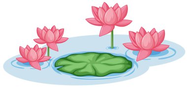 Gölette yeşil yapraklı pembe nilüfer çiçekleri.