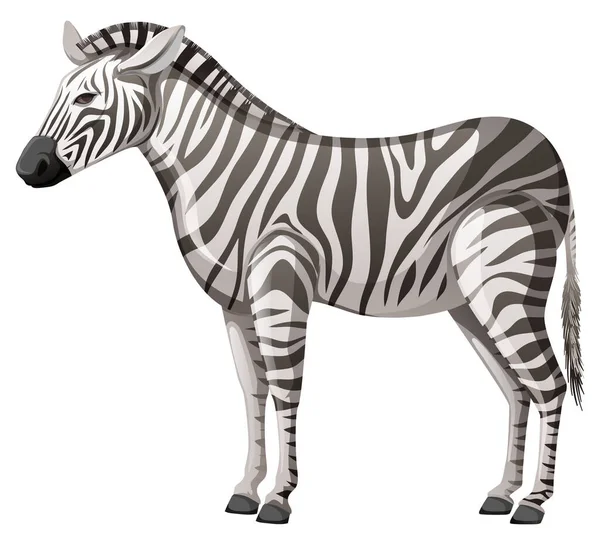 Vahşi zebra beyaz arka planda tek başına duruyor. — Stok Vektör