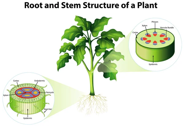 Diagrama que muestra la estructura de raíz y tallo de una planta — Vector de stock