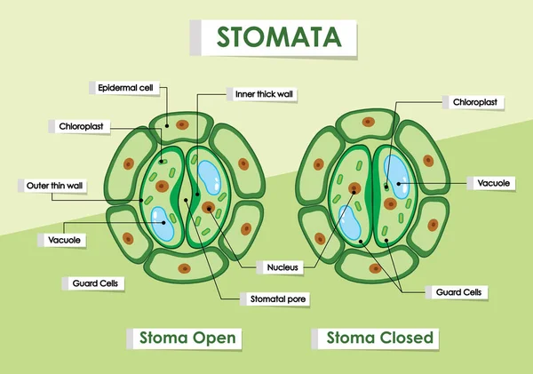 緑の植物についての気孔を示す図 — ストックベクタ