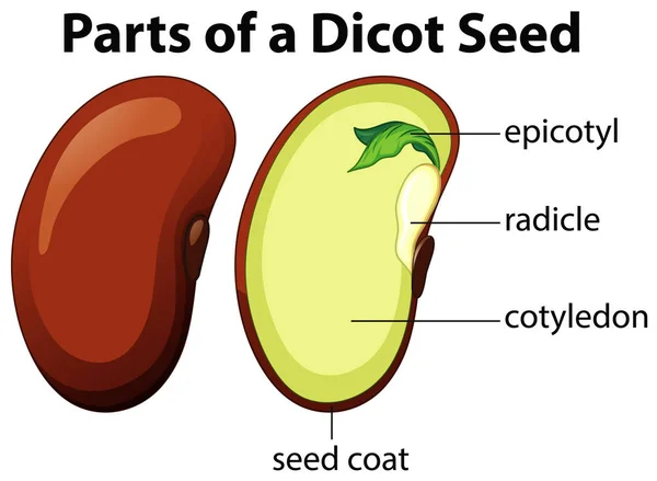 Diagram showing parts of dicot seed on white background — Stock Vector