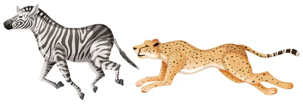 Cheetah Chasing Zebra White Background Illustration — Stock Vector