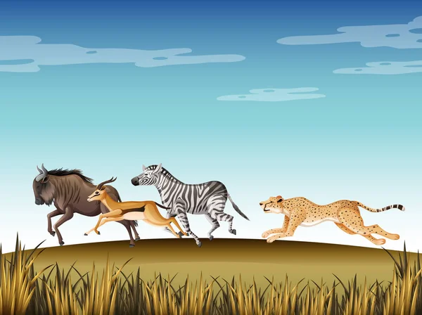 Scene Cheetah Chasing Many Animals Field Illustration — Stock Vector