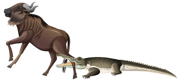 Wild Krokodil Bita Buffel Ben Vit Bakgrund Illustration — Stock vektor