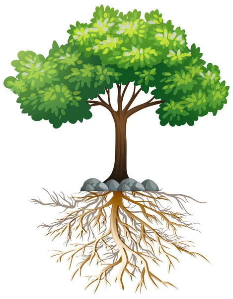 Big Green Tree Roots Underground White Background Illustration — Stock Vector
