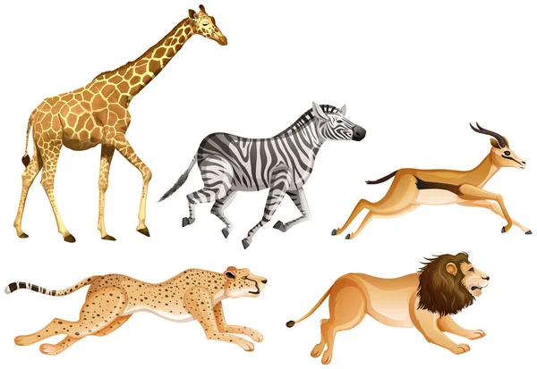 Set Safari Dieren Witte Achtergrond Illustratie — Stockvector