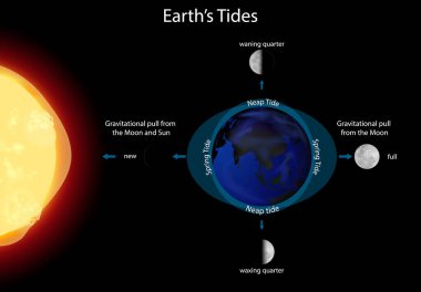 Diagram showing earth tides illustration clipart