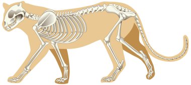 İskelet resimli leopar çizimi