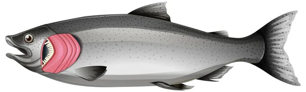 Lachsfisch Mit Kiemen Auf Weißem Hintergrund — Stockvektor