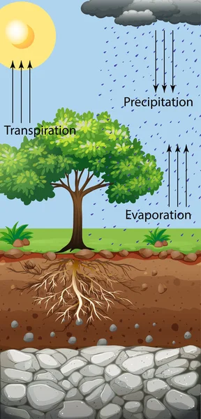 Diagrama Que Muestra Ilustración Árbol Transpiración — Archivo Imágenes Vectoriales