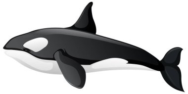 Beyaz arkaplanda bir balina resmi