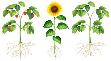 Beyaz arkaplandaki üç farklı bitki türü